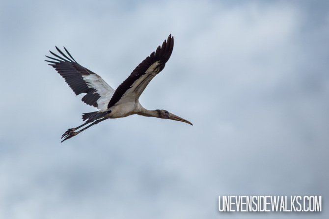 Stork Flying Through the Air
